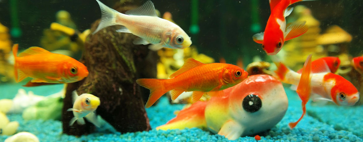 Home - Fish tank Antibiotics